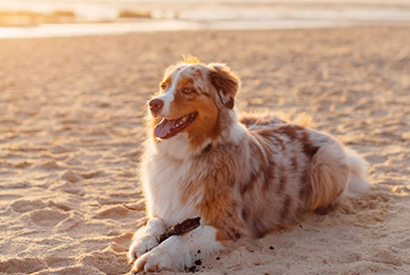 Dog on the beach