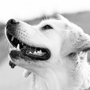 dog at beach