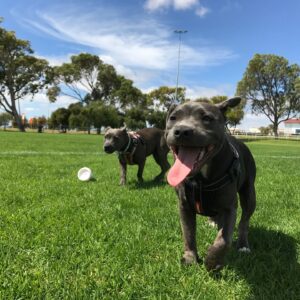 cute puppies at Dowdy dog park