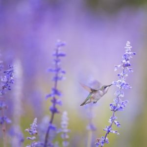 Outer Banks Bird Watching