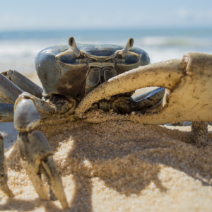 ghost crabbing on the outer banks