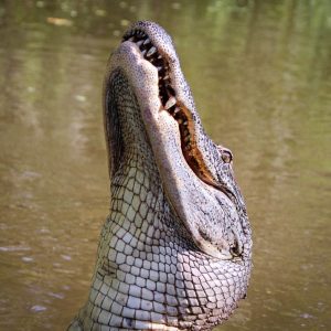 alligator island nc